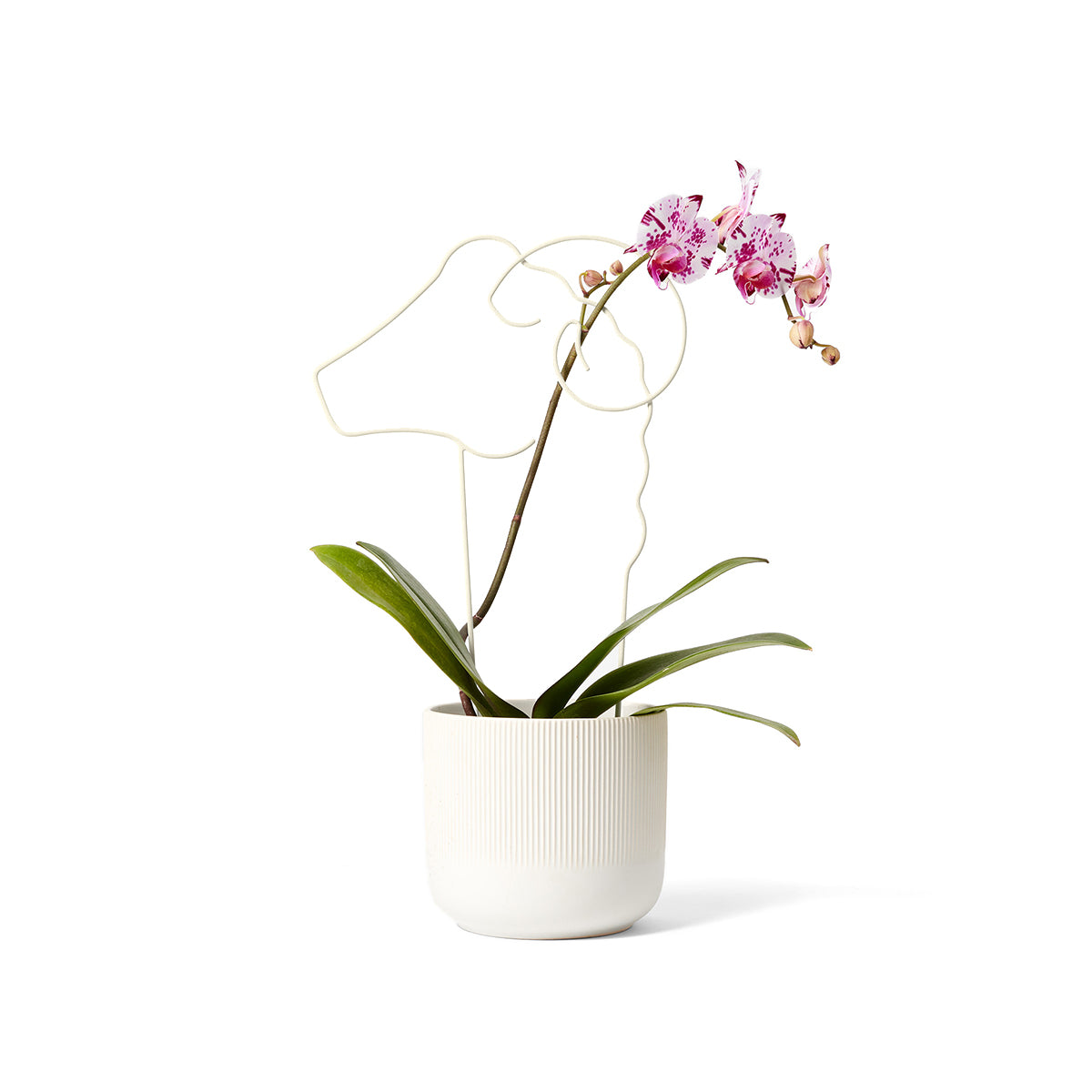 Areaware Plant Trellis Ram