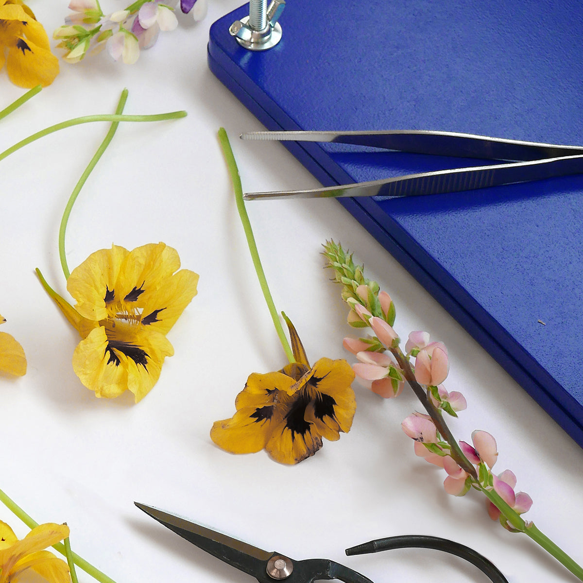Printworks Flower Press Kit