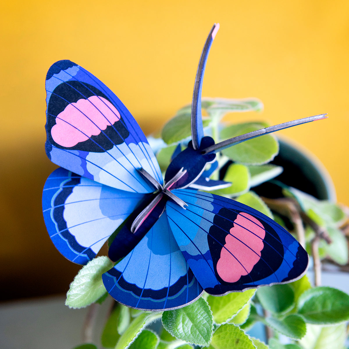 Studio Roof Wall Art Butterflies (B7) Peacock Butterfly