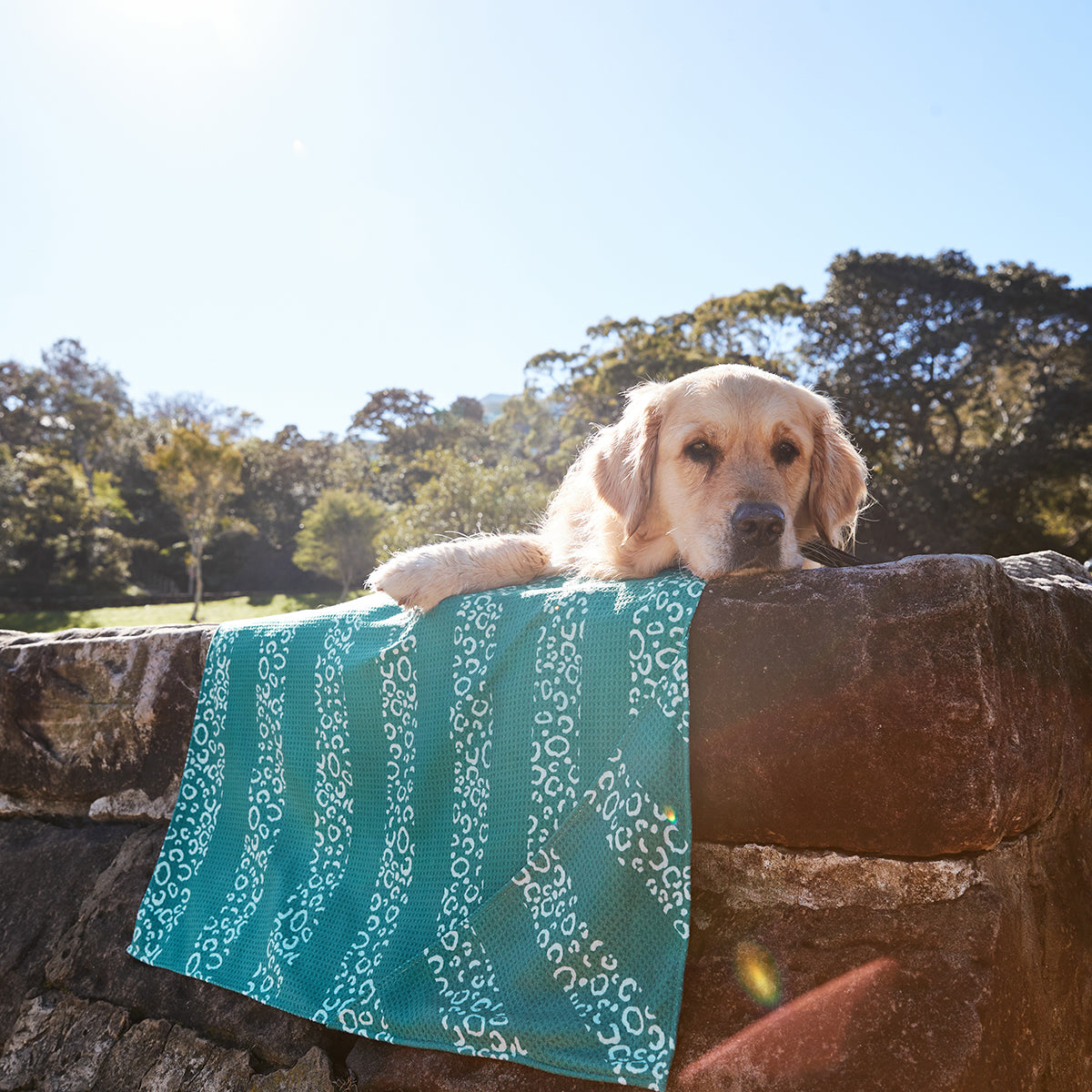 Dock & Bay Dog Towel L Woofs Go Wild 100% Recycled 100% Recycled